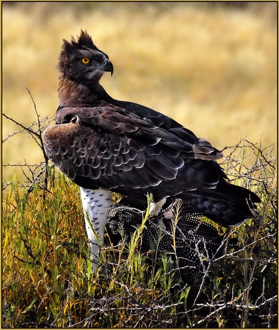 Marshall Eagle With Guinea Fowl